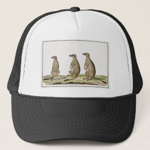 Casquette Meerkats Suricata suricatta