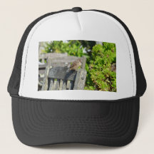 Moineau effronté