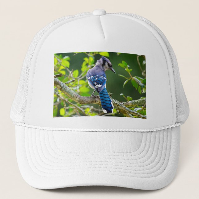 Casquette Nature Photographie Shy Blue Jay Vêtements Cadeaux (Devant)