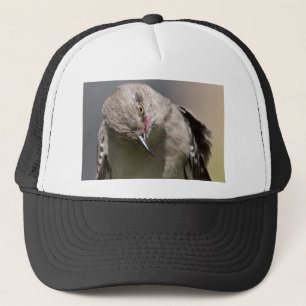 Casquette Northern Mockingbird prend un Bow Appareils & cade