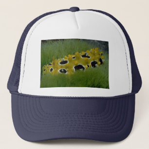 Casquette Nudibranch d'Occilated alimentant sur l'herbe de