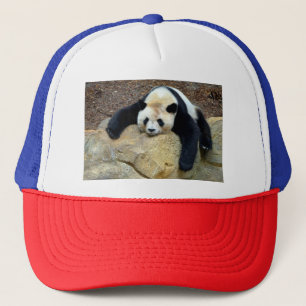 Casquette Panda géant endormi claqué sur un rocher