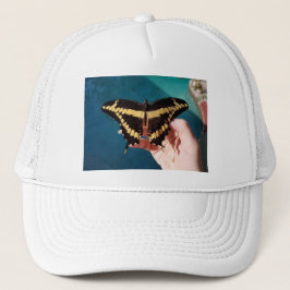 Casquette Papillon à queue jaune géant