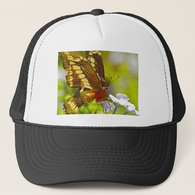 Casquette Papillon Brown et rouge recouvert de pollen (Devant)