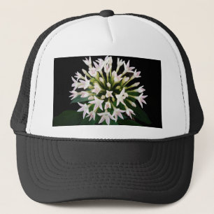 Casquette Pentas blancs