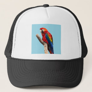 Casquette Perroquet