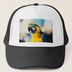 Casquette perroquet
