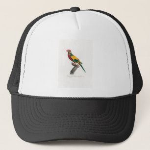 Casquette perroquet de macaw