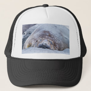 Casquette Phoque d'éléphant dormant
