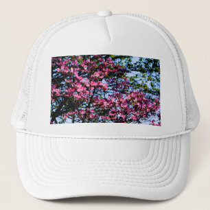 Casquette Pink flowering Dogwood tree