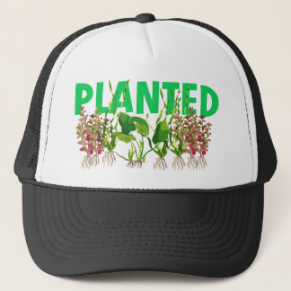 CASQUETTE PLANTÉ