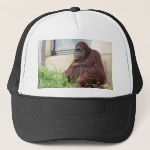Casquette Portrait d'orang-outan