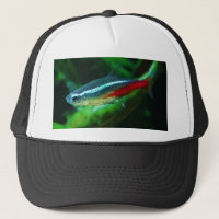 Tétra Paracheirodon au néon Innesi de poissons