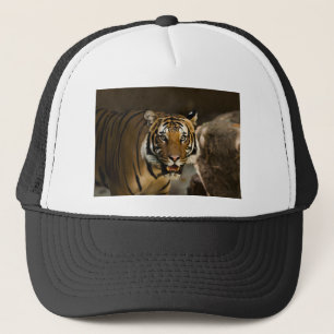 Casquette Tigre de Sibérie