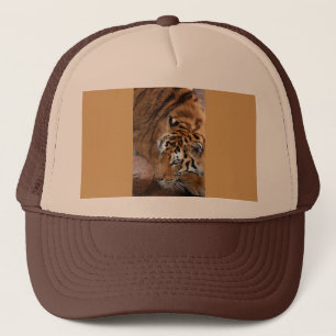 Casquette Tigre du Bengale