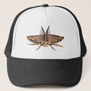 Casquette Tumée tzigane, Lymantria dispar Zoologique