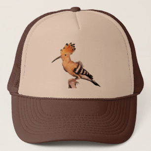 Casquette Upupa epops epops