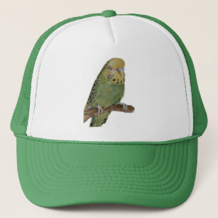 casquette vert d'art de perruche