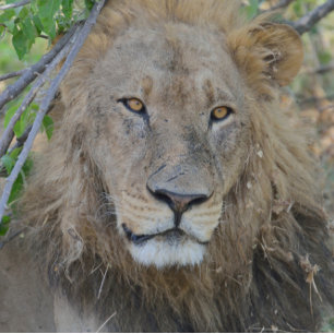 Casquette Vieux Lion Qui S'Étend.