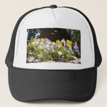 Violas Dans Un Auge De Pierre.