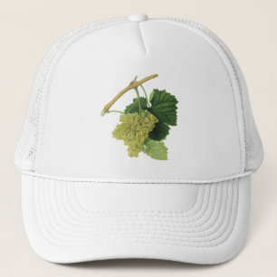 Casquette White Wine Grapes on the Vine, Vintage Food Fruit