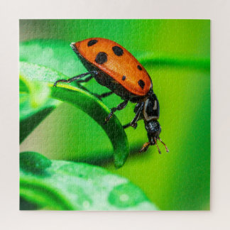 Casse-tête Macro Coccinelle | Puzzle Nature Coloré