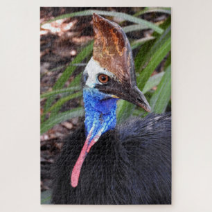 Cassowary