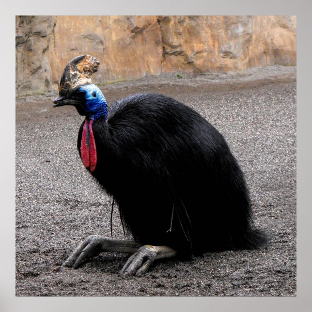 Cassowary im Frühling Poster (Vorne)