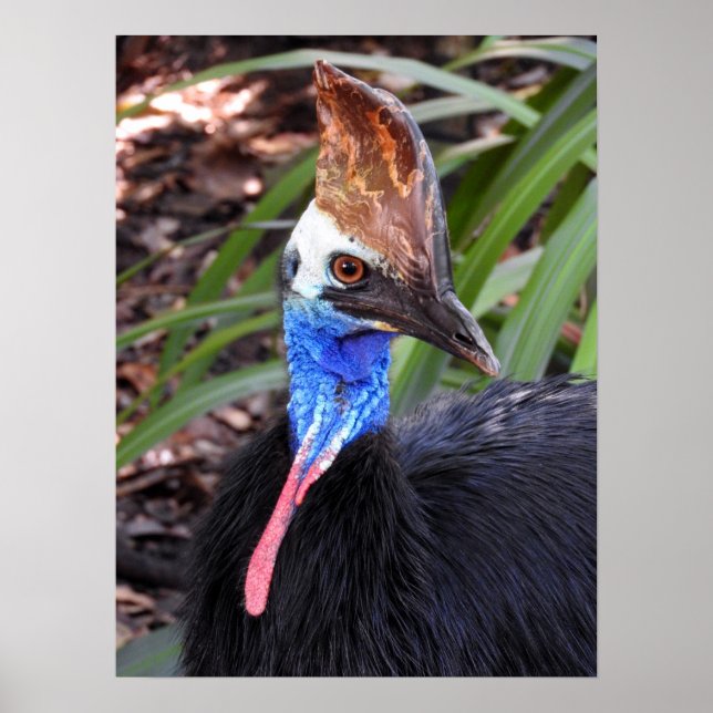 Cassowary Poster (Vorne)