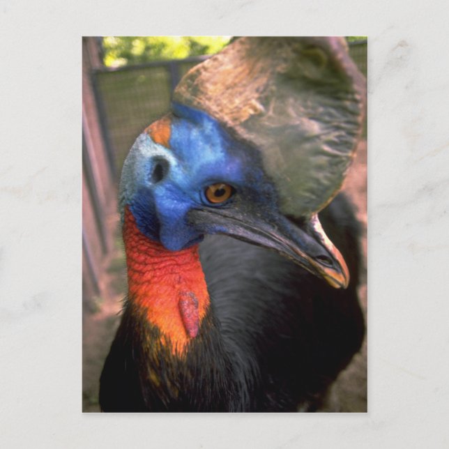 Cassowary Postkarte (Vorderseite)