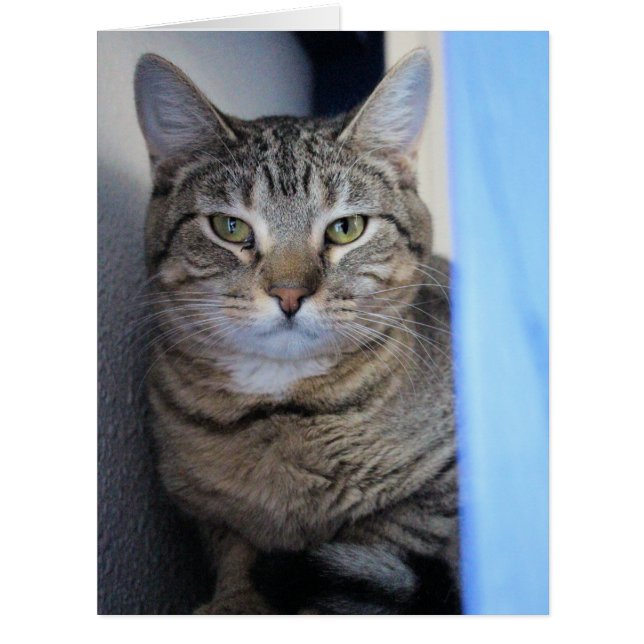 Cat (Devant)