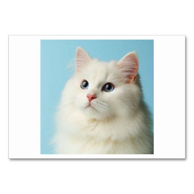 Cat (猫 / māo) - Chinesische Flash Cards Tischnummer (Vorderseite)