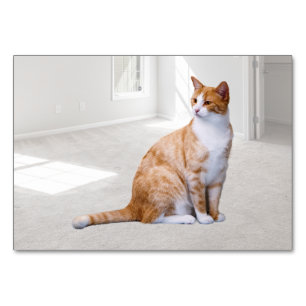 Cat ABA Tact Labelaufkleber Flashcard   Picture Ca Tischnummer