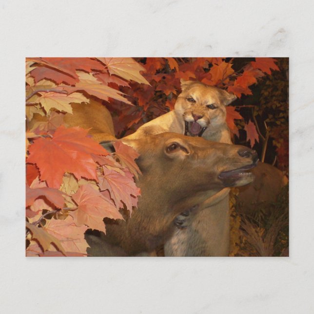 CAT AND CAFF1 POSTKARTE (Vorderseite)