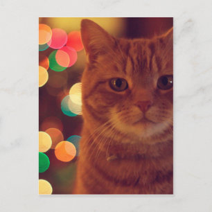 Cat and Christmas lights Postkarte