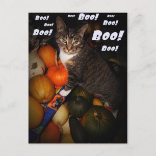 Cat and Pumpkin Boo Halloween Postcard Postkarte