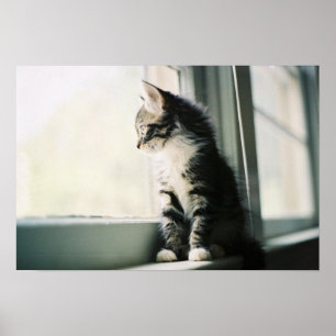 Cat at Window Poster