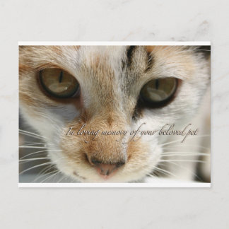 Cat Beileid Card Postkarte