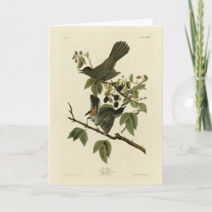 Cat Bird (Grauer Katvogel) Audubon's Birds of Amer Karte