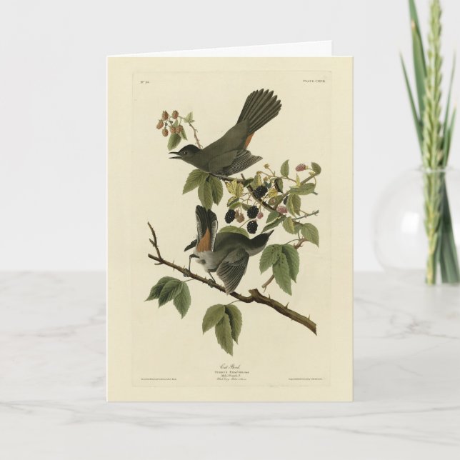 Cat Bird (Grauer Katvogel) Audubon's Birds of Amer Karte (Vorderseite)