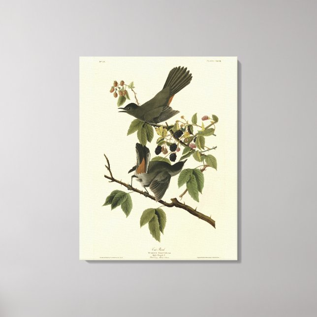 Cat Bird (Grauer Katvogel) Audubon's Birds of Amer Leinwanddruck (Vorderseite)