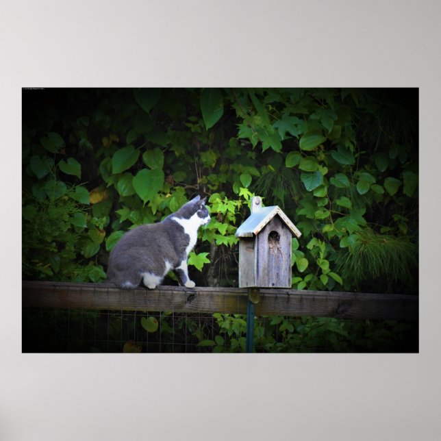 Cat & Birdhouse,  Poster (Vorne)