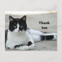 Cat Black and White Tuxedo Foto Vielen Dank