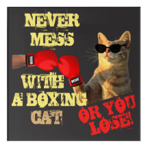 Cat Boxing klopft lustige Sonnenbrillen Text Memes