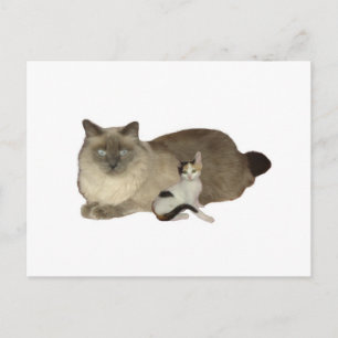 Cat Buddies Postkarte