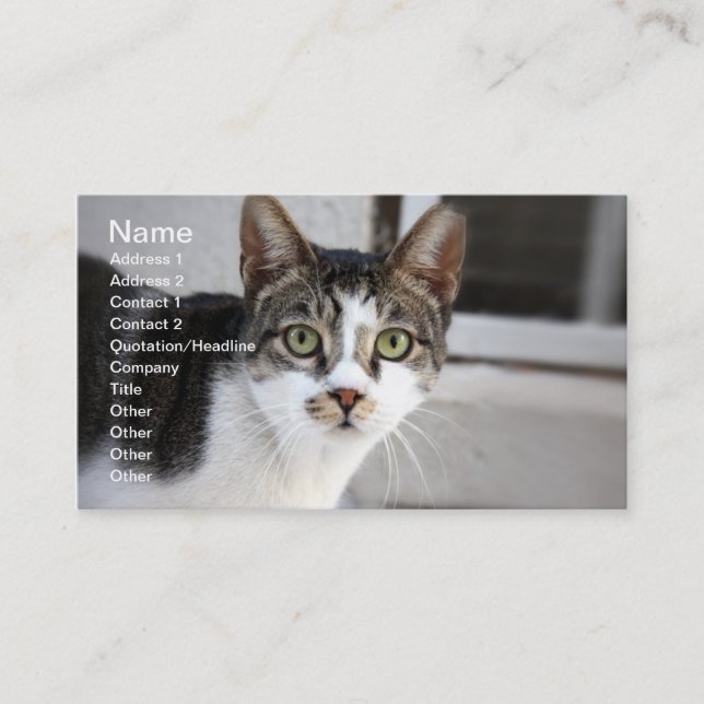 Cat Business Card Visitenkarte (Vorderseite)