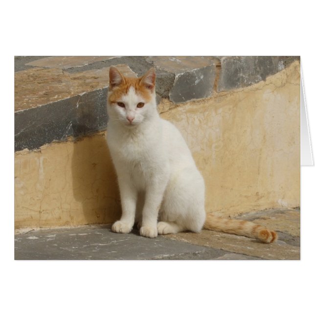 Cat Card (Vorderseite (Horizontal))