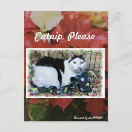 Cat Christmas Post Card Postkarte