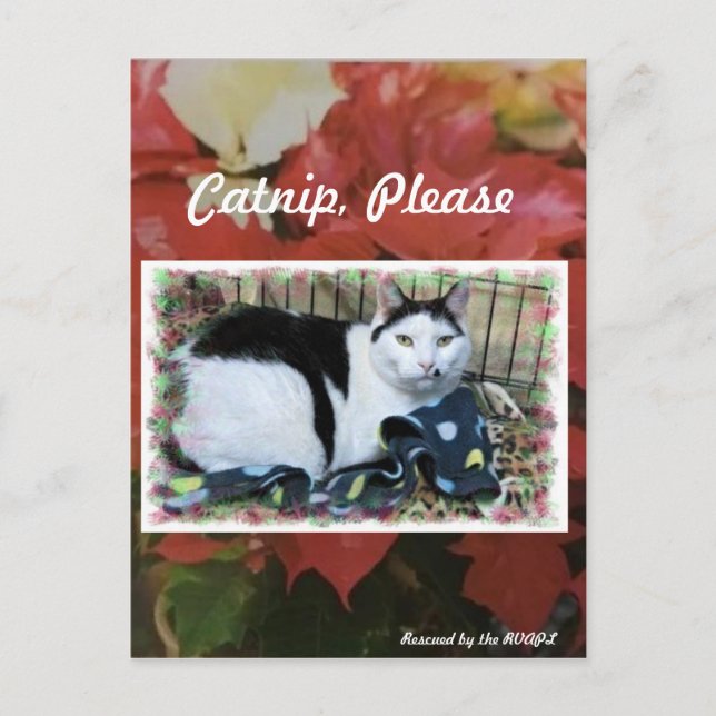 Cat Christmas Post Card Postkarte (Vorderseite)