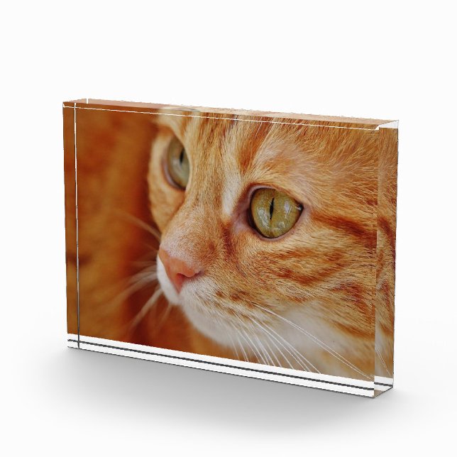 Cat Closing Foto (Rechts)